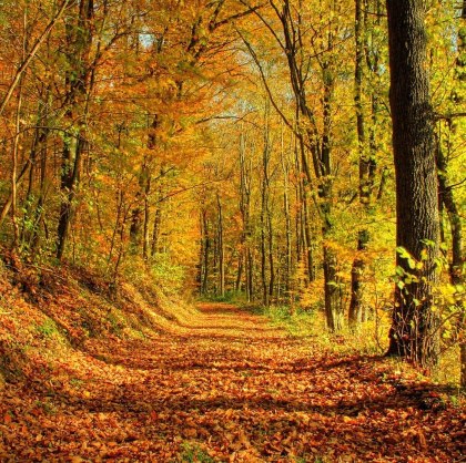 Vírusok ellen immunpajzs az őszi-téli hónapokban